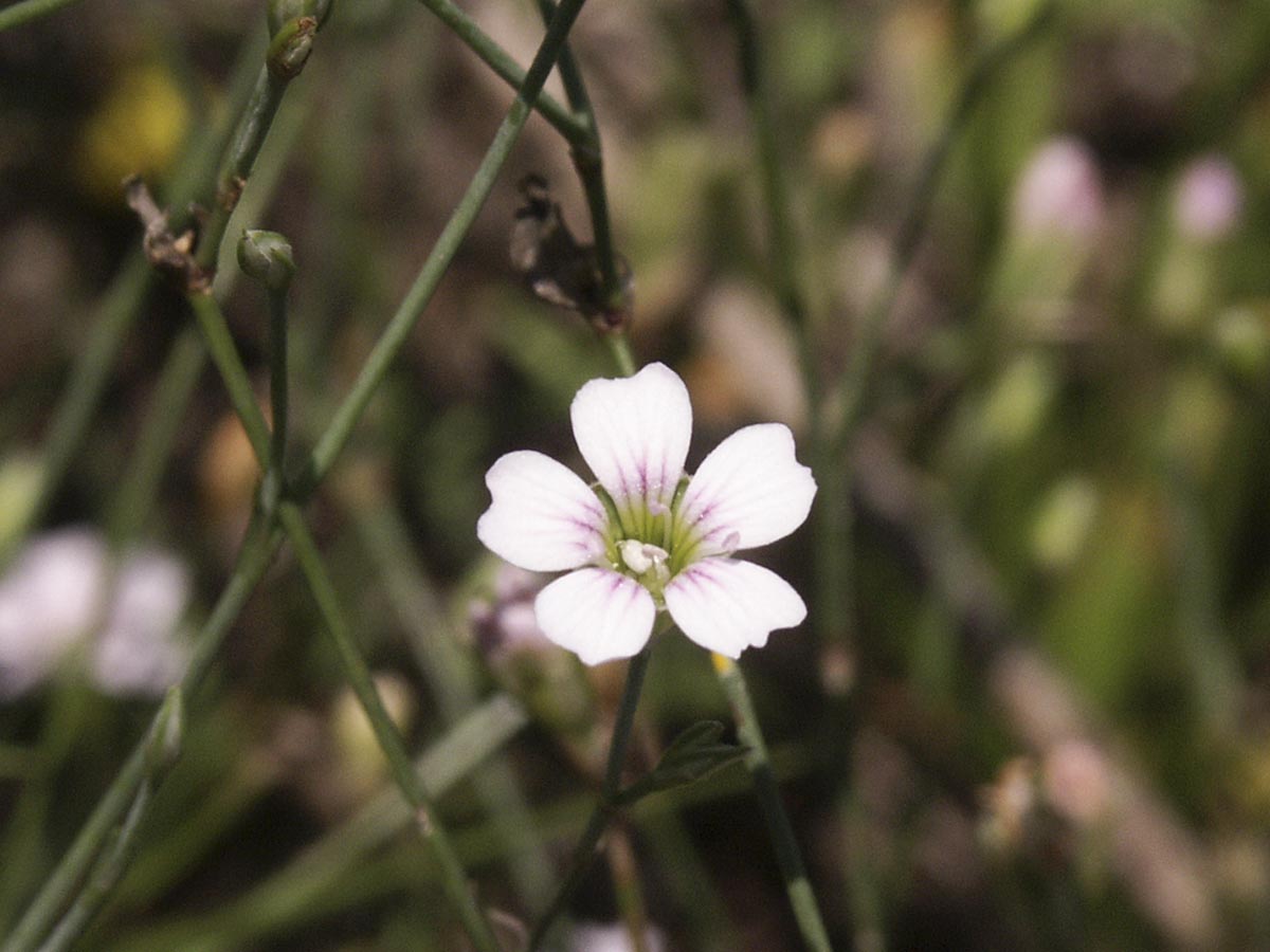 Blüte nah